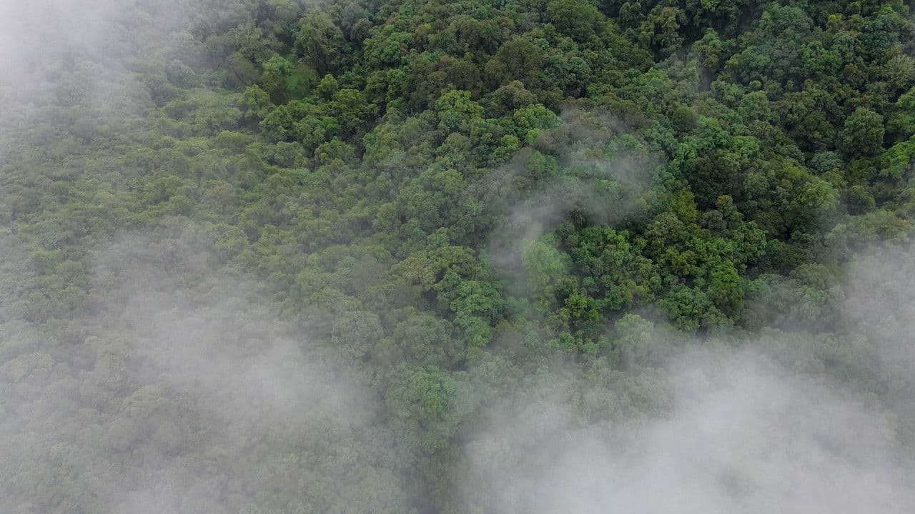 Backdrop – El bosque entre la niebla