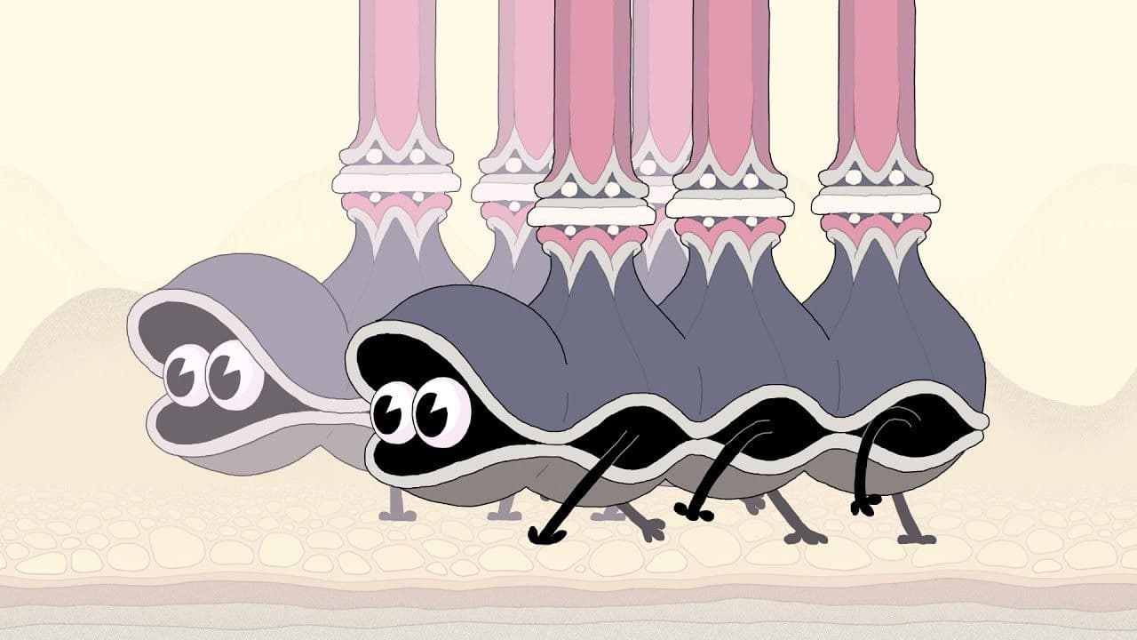 Backdrop – Double King