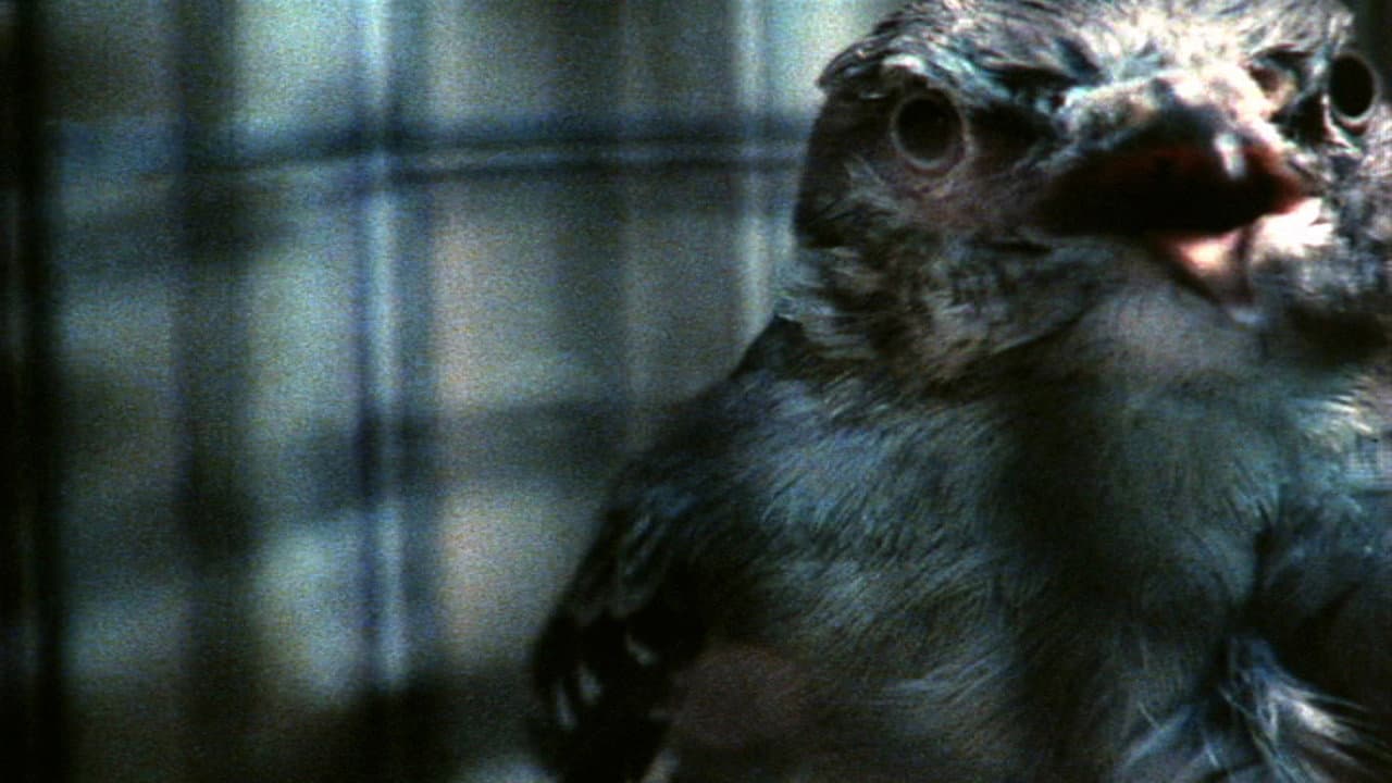 Backdrop – O'er the Land