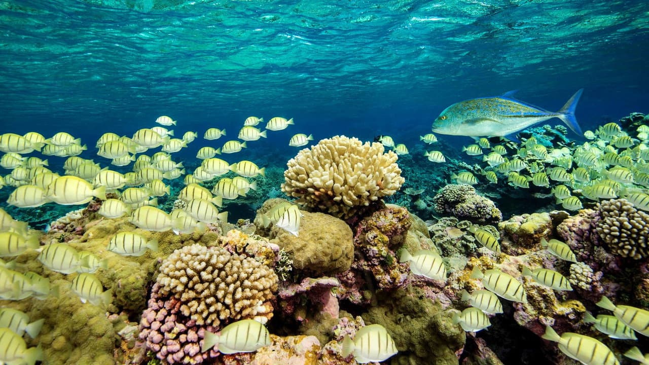 Backdrop – Ocean Paradise