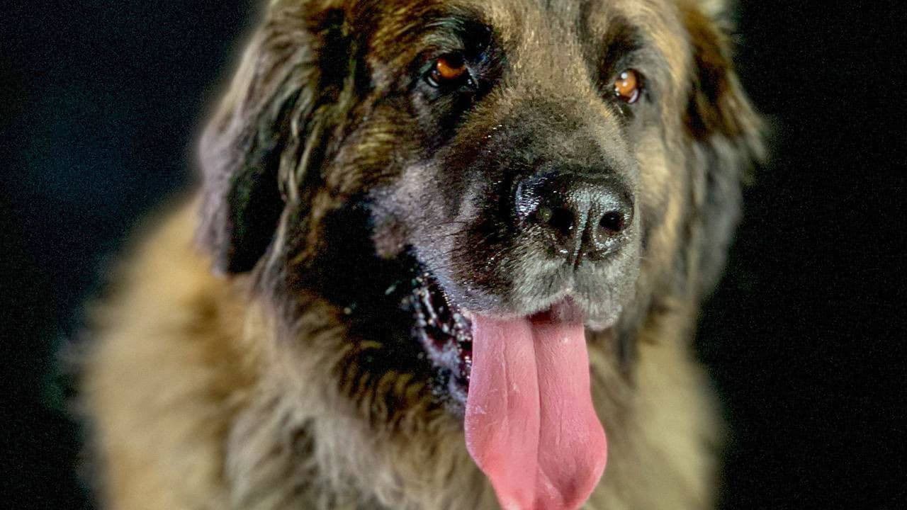 Backdrop – Wie der Hund die Welt eroberte