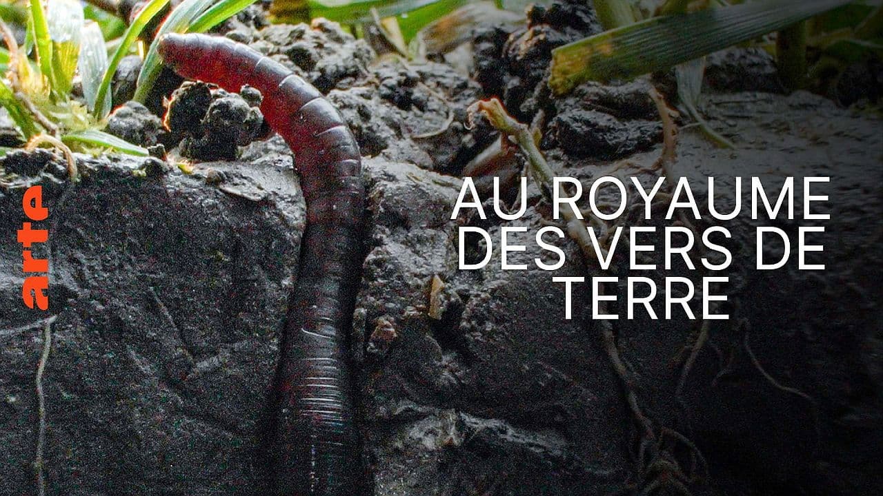 Backdrop – Im Reich des Regenwurms