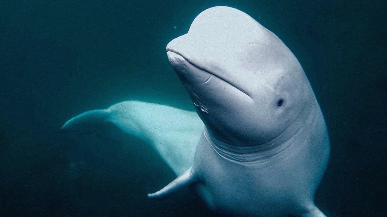 Backdrop – Secrets of the Spy Whale