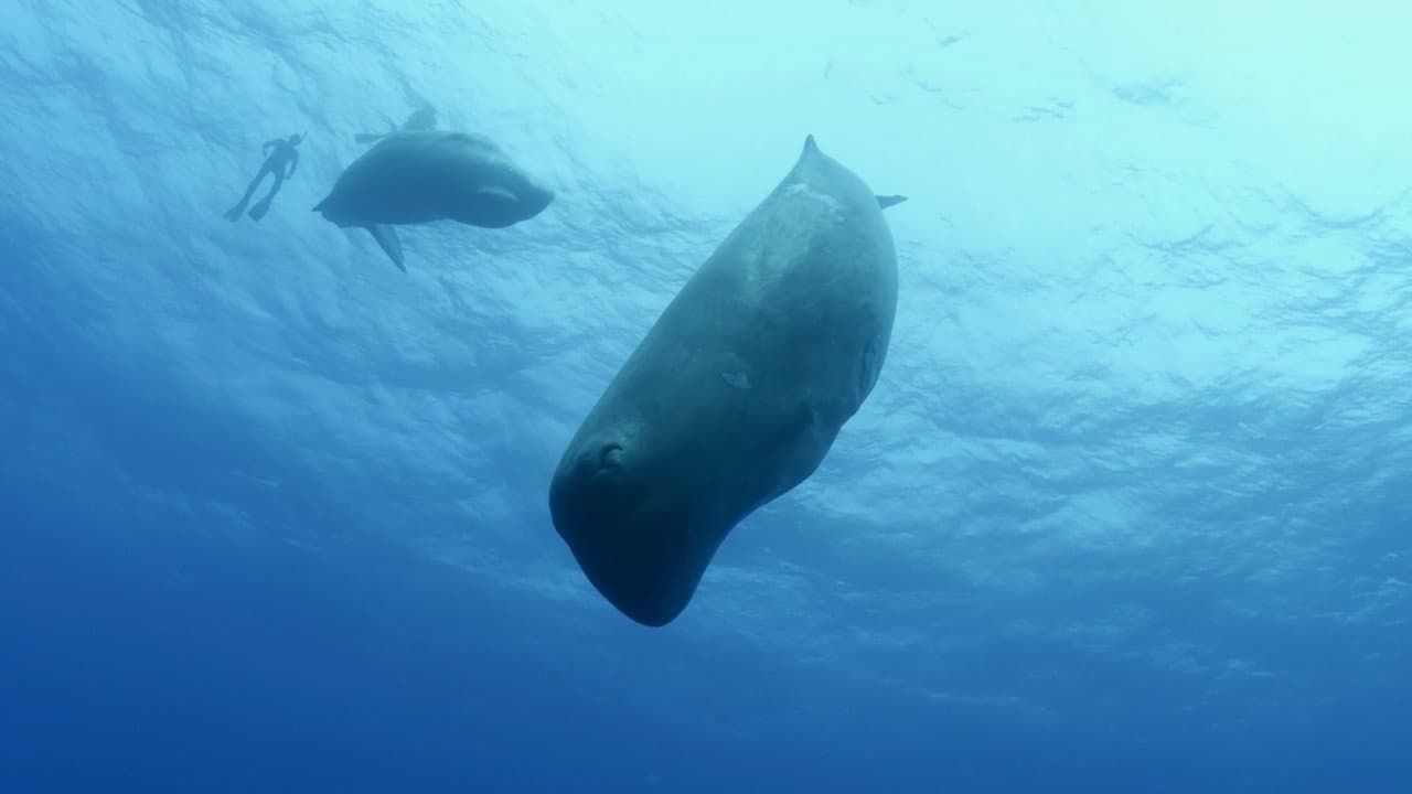 Backdrop – Song of the Sperm Whale