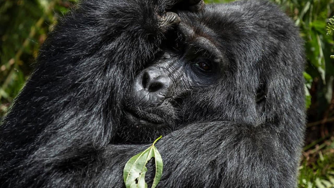 Backdrop – Gorillas unter Stress