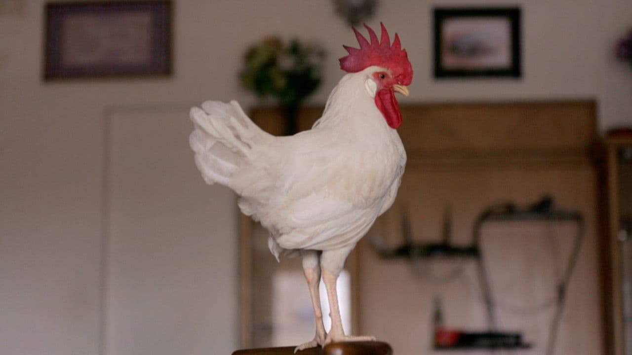 Backdrop – Tungrus