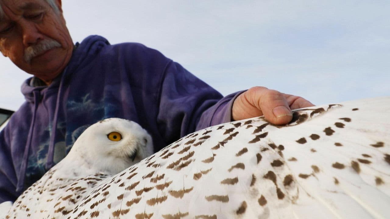 Backdrop – The Snowy Owls of Logan Airport