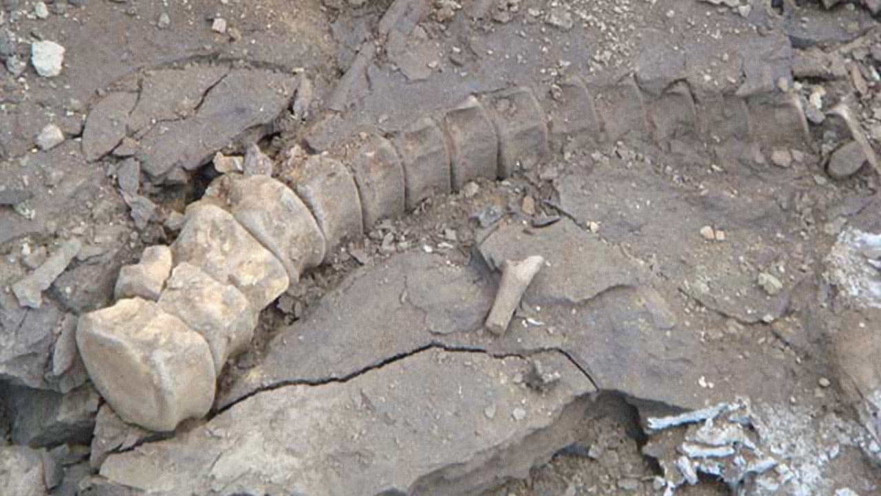 Backdrop – Dinosaurs on Ice