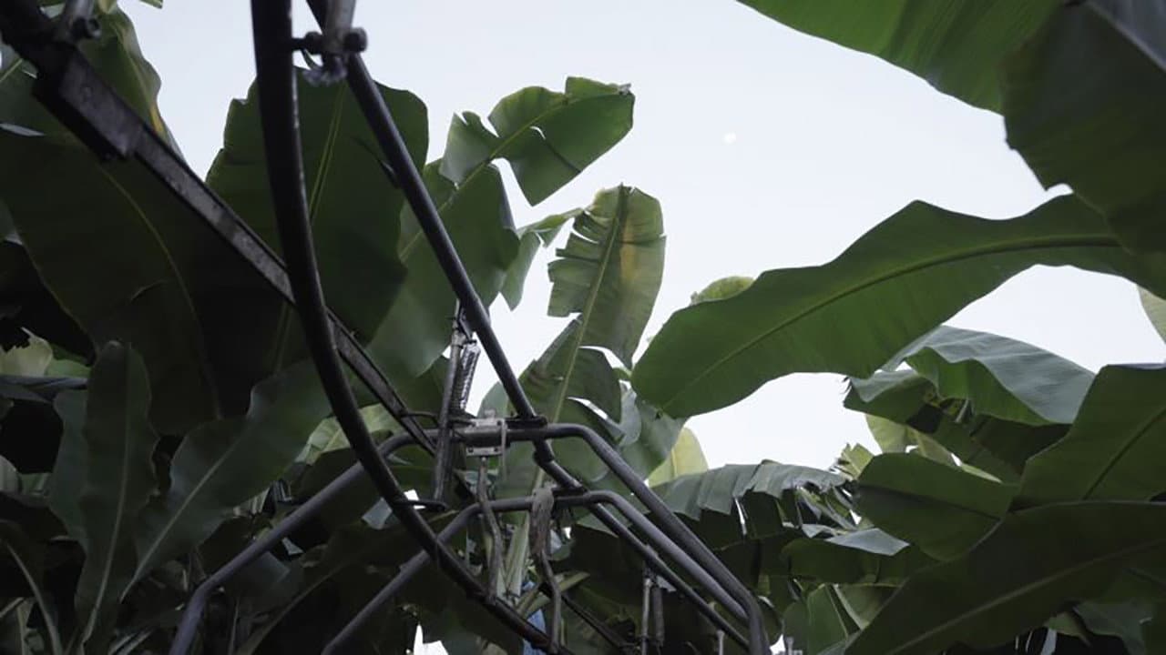 Backdrop – The Inner Life of Exterior Plants