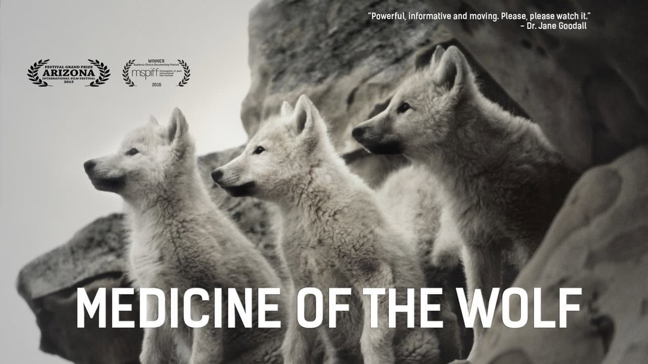 Backdrop – Wölfe