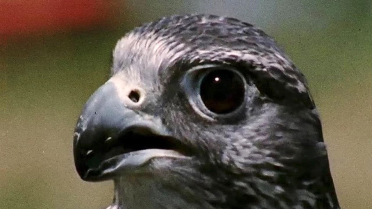 Backdrop – Atonement