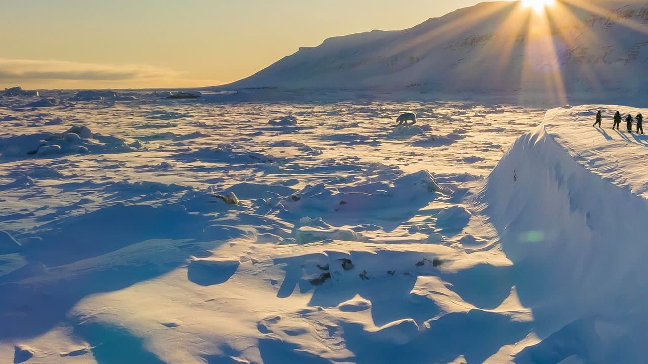 Backdrop – Den Eisbären so nah