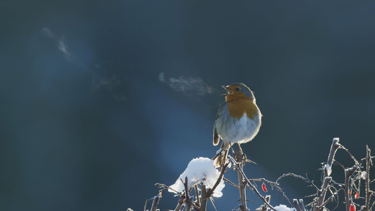 Backdrop – Attenborough's Wonder of Song