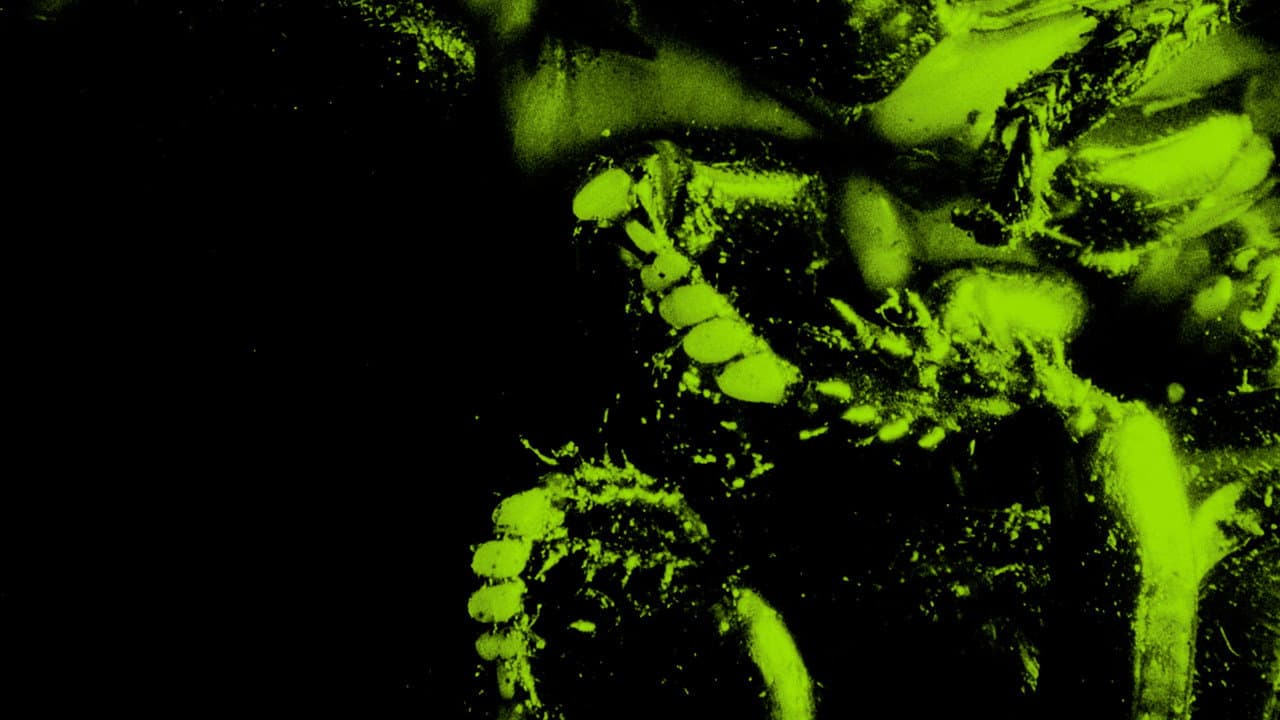 Backdrop – INSETTICIDA