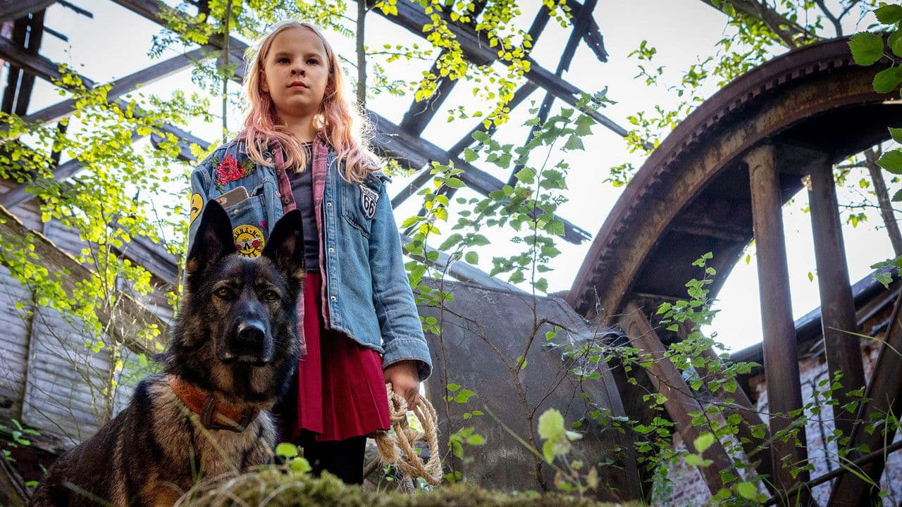 Backdrop – Susikoira Roi