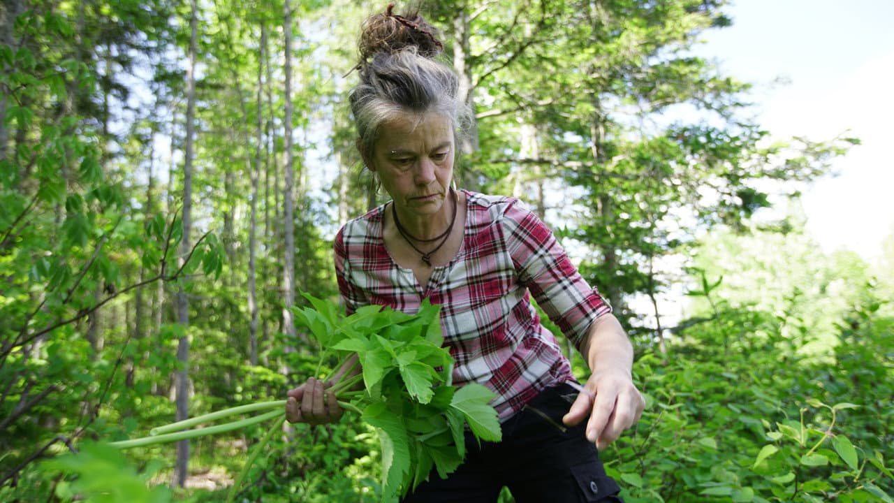 Backdrop – La famille de la forêt