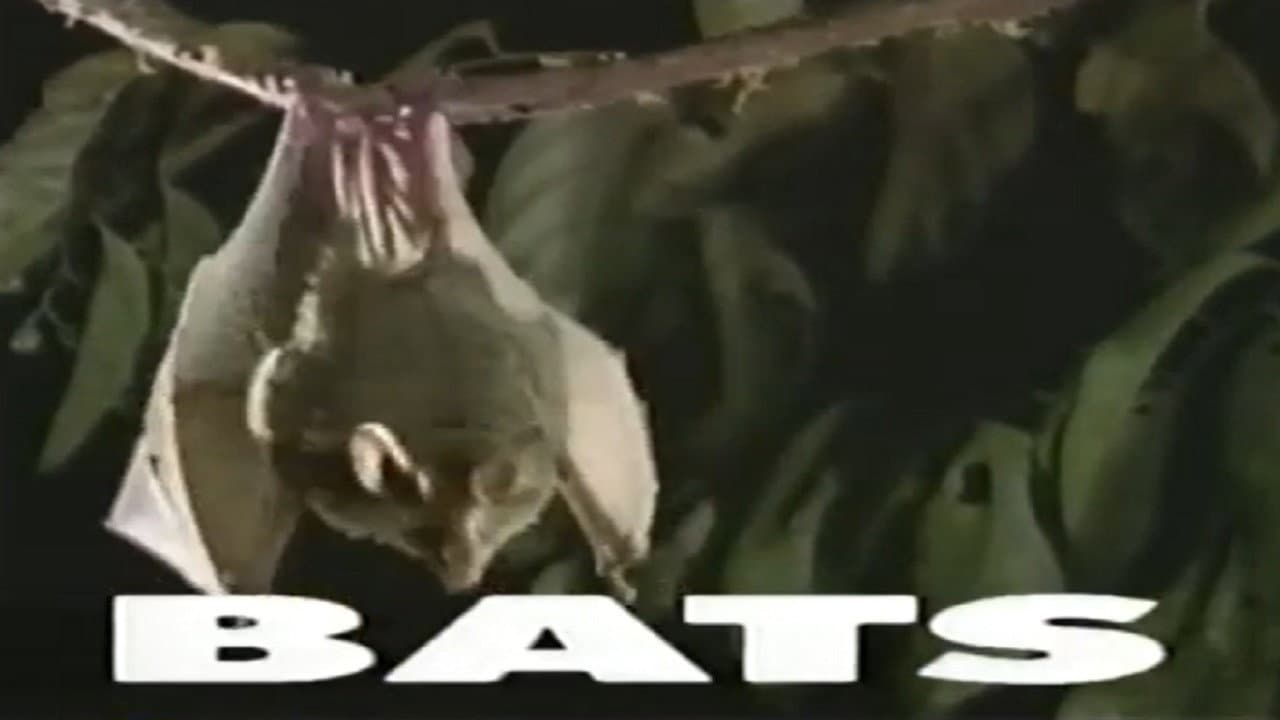 Backdrop – Predators of the Wild: Bats