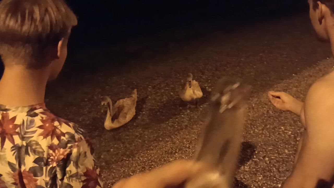 Backdrop – Von Schwänen und Menschen