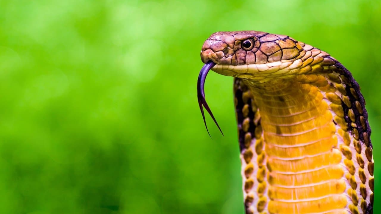 Backdrop – Secrets of the King Cobra