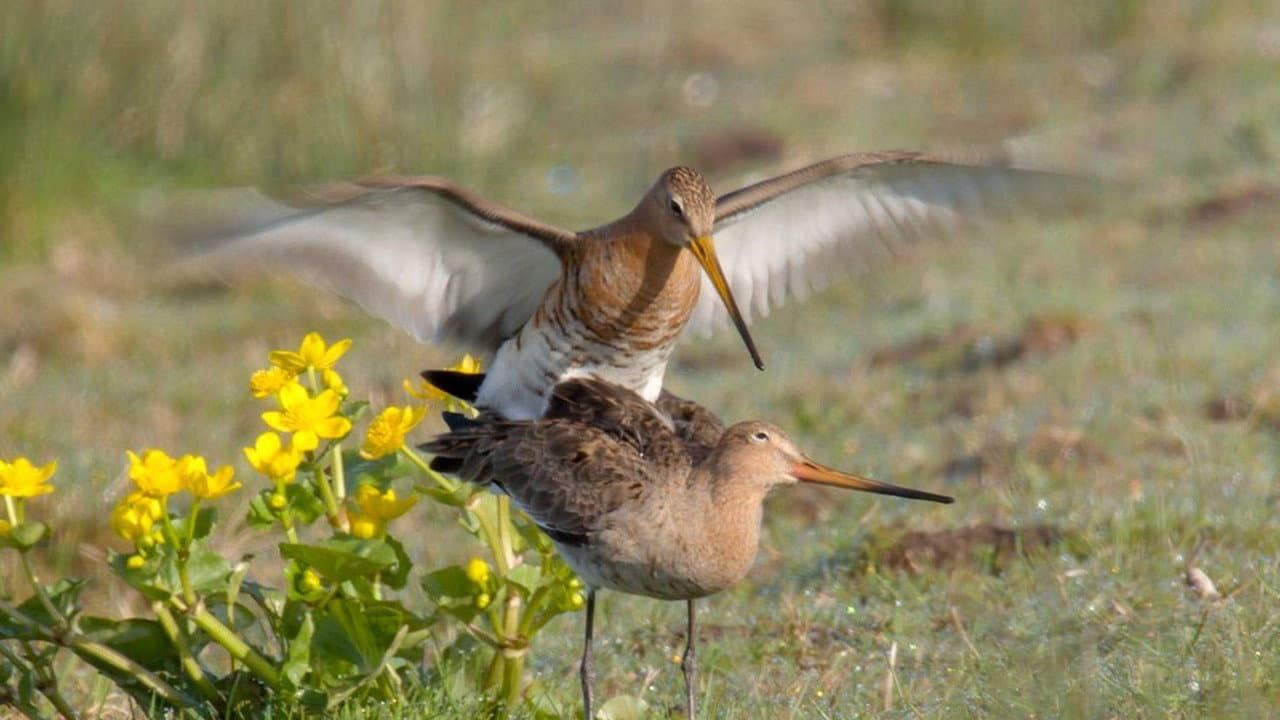 Backdrop – Wildlife in Windmill Country