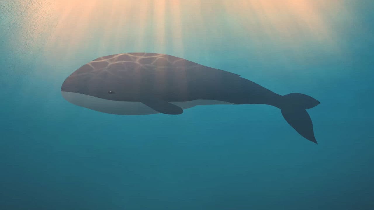 Backdrop – CITSALP