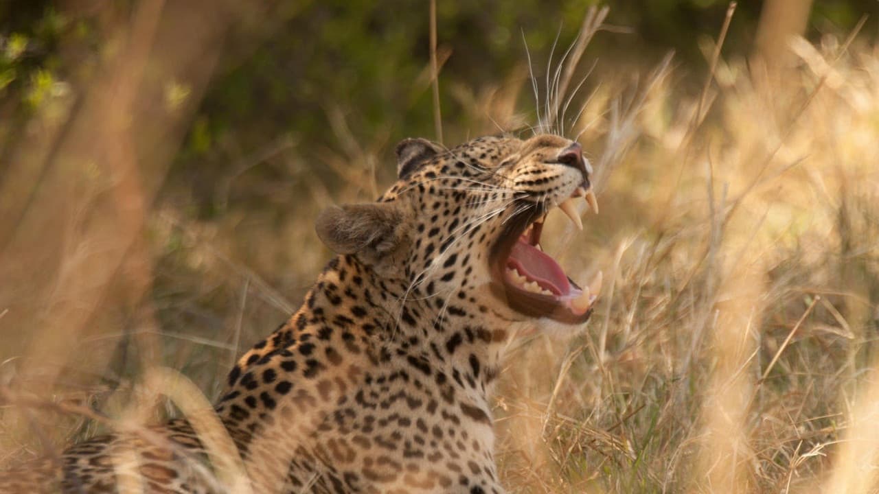 Backdrop – Diary of a Teen Leopard