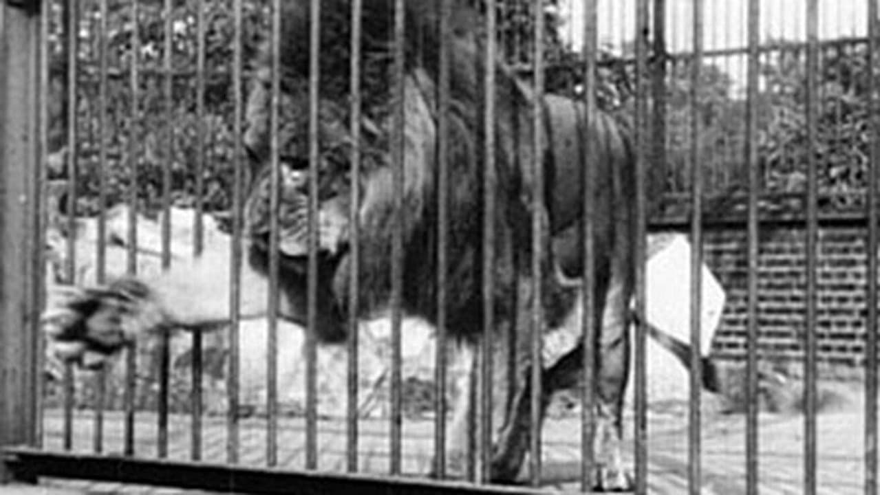 Backdrop – Lion