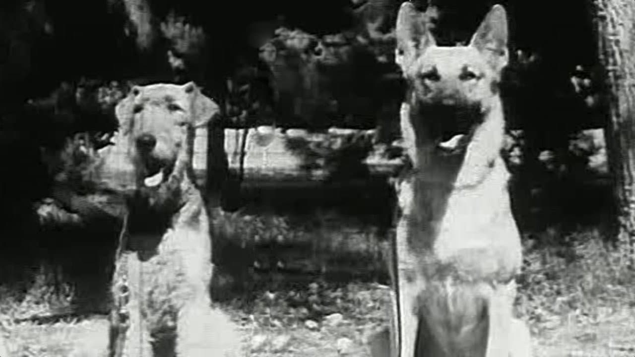 Backdrop – War Dogs