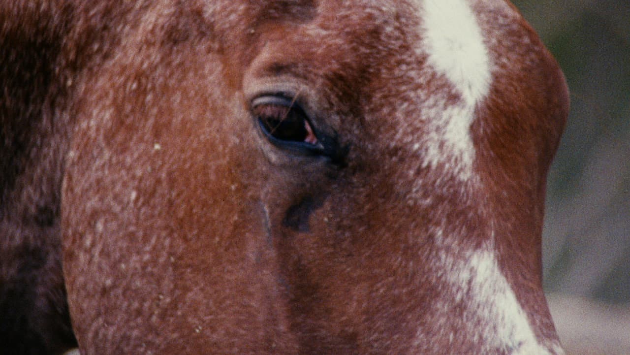 Backdrop – Horse Language
