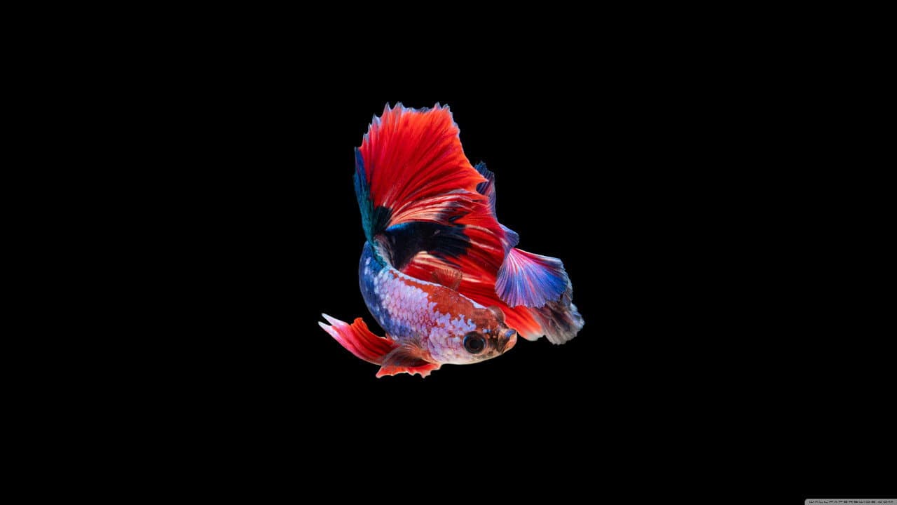 Backdrop – SAD  WORKER GOES FISHING AND LIKES IT?!?