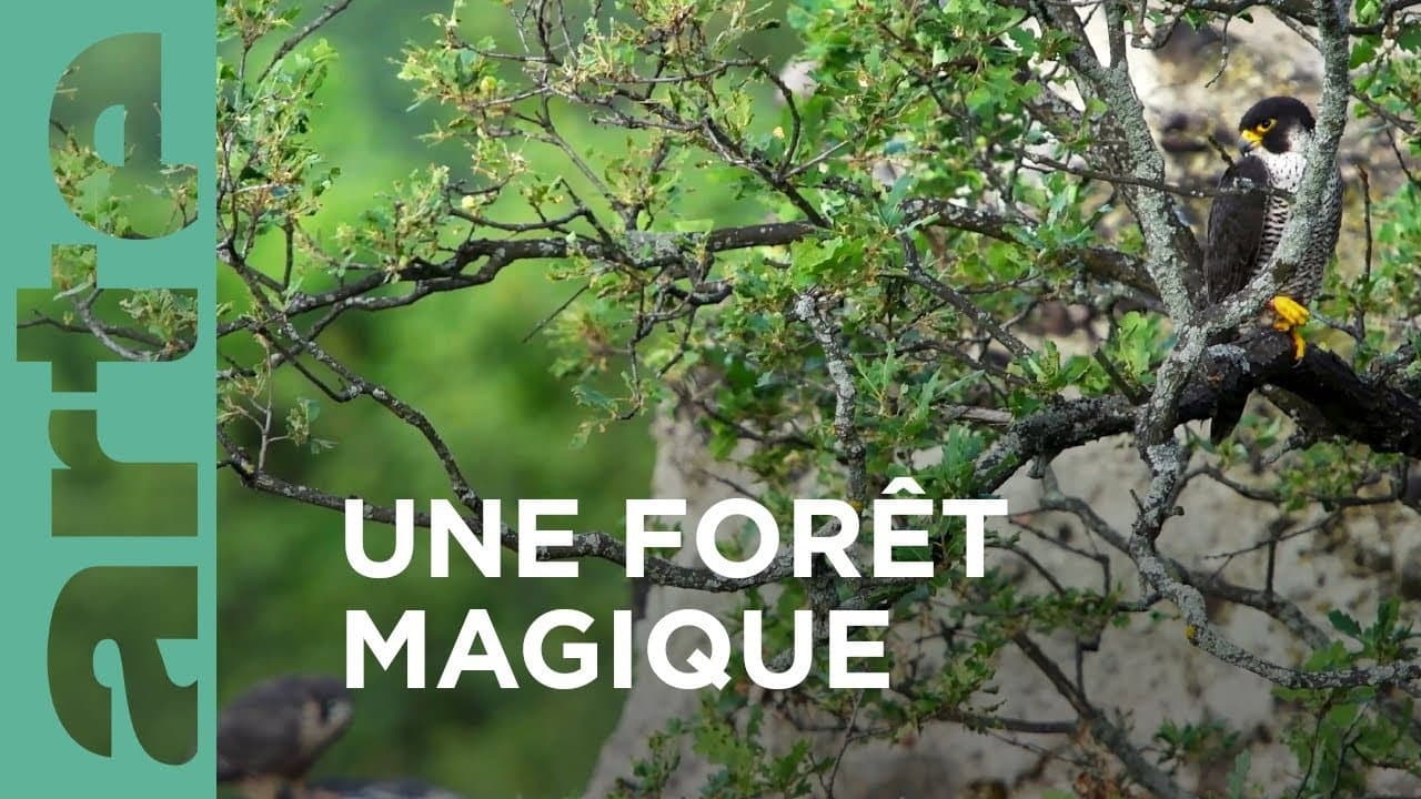 Backdrop – Au cœur d'une forêt magique