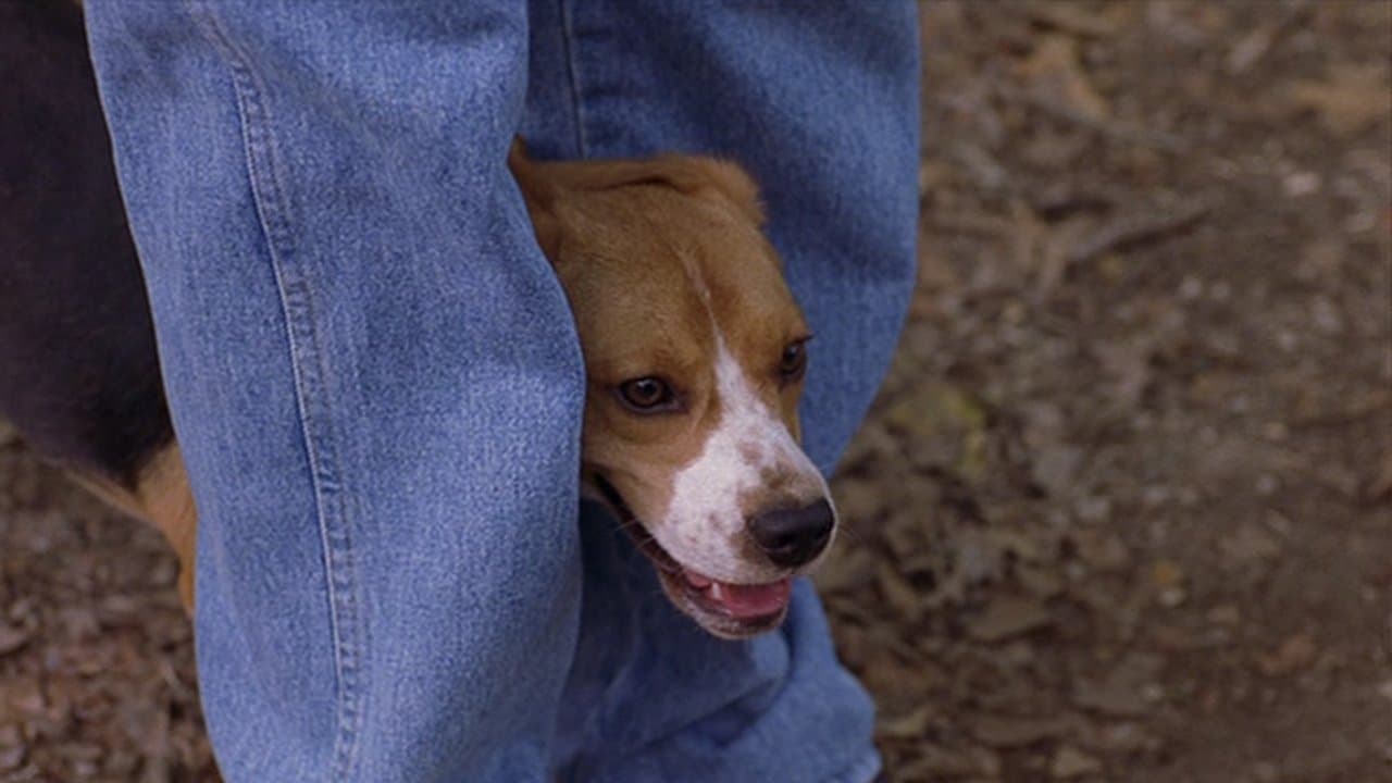 Backdrop – Saving Shiloh