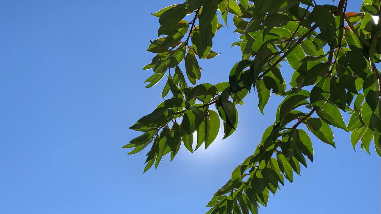 Backdrop – O morto-vivo