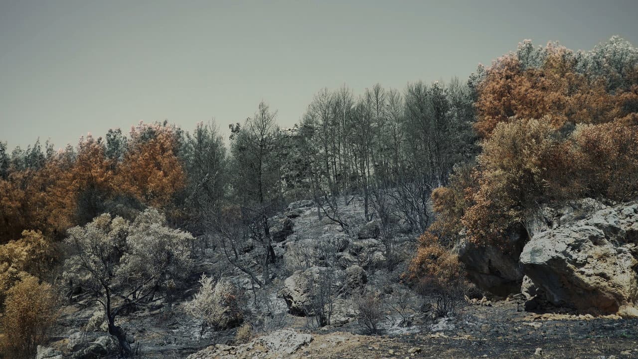 Backdrop – Kül ve Ciğer