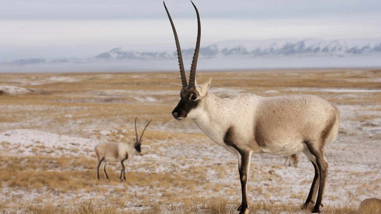 Backdrop – Rare Survivors: China's Iconic Wildlife