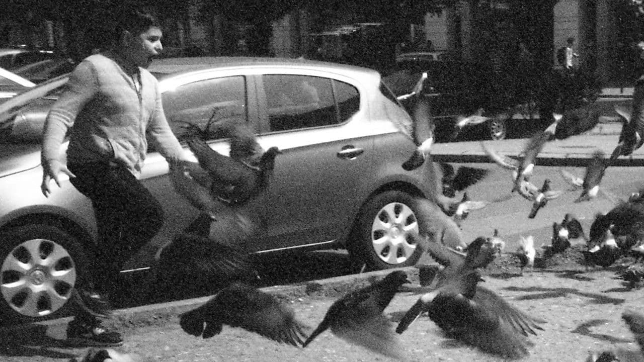 Backdrop – Rekviem egy galambért