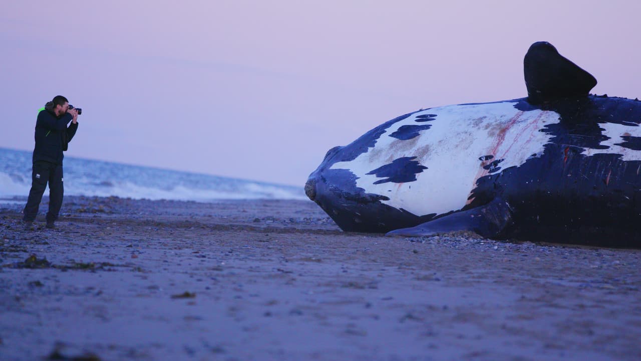 Backdrop – Last of the Right Whales