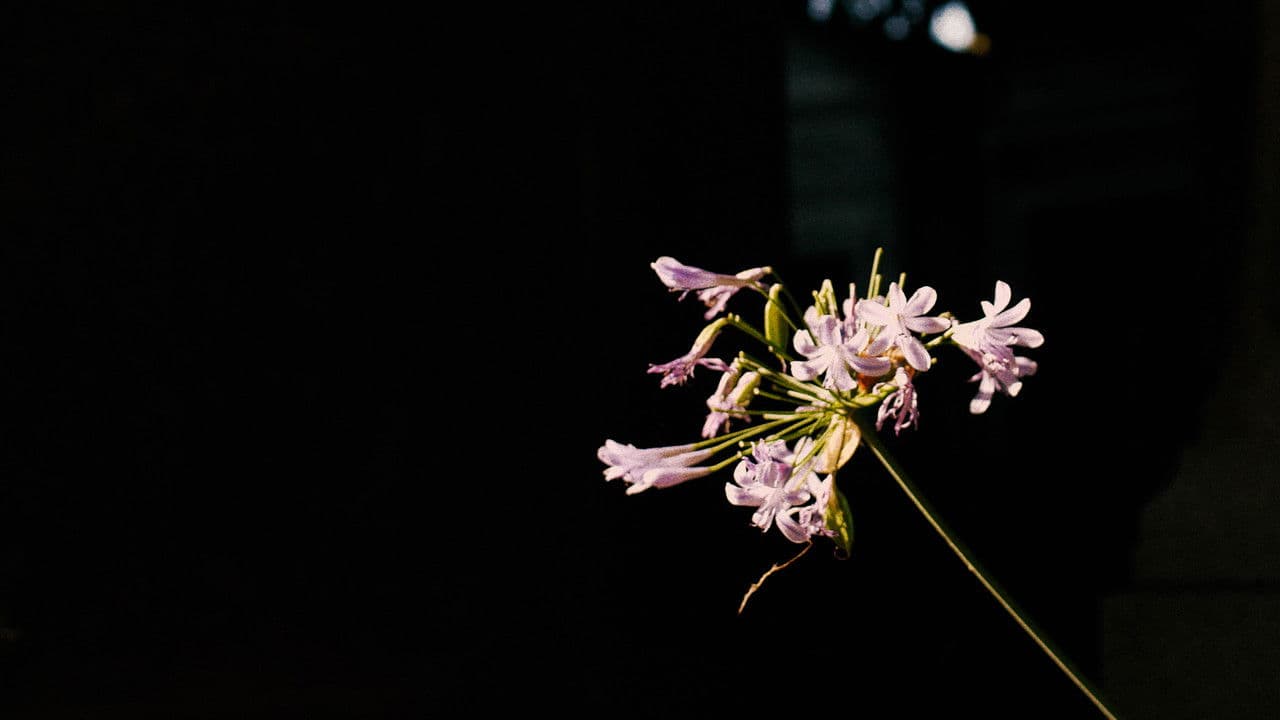 Backdrop – Butiner L'amour