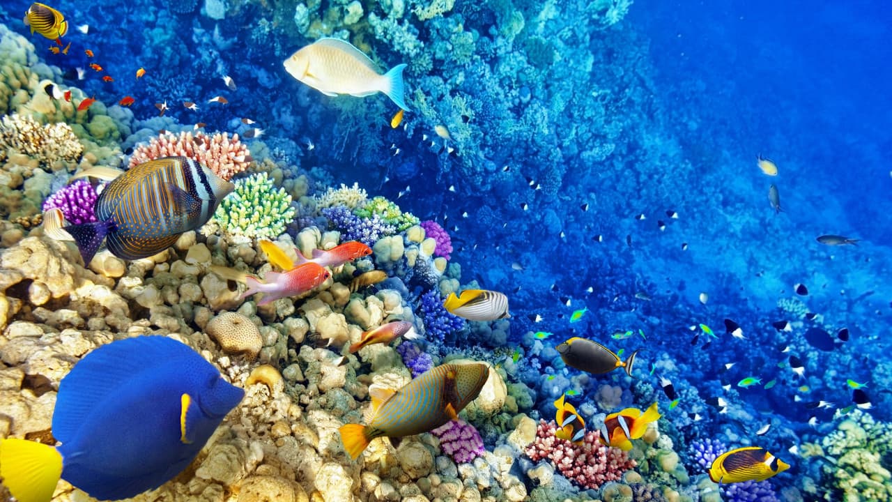 Backdrop – Secrets of the Great Barrier Reef