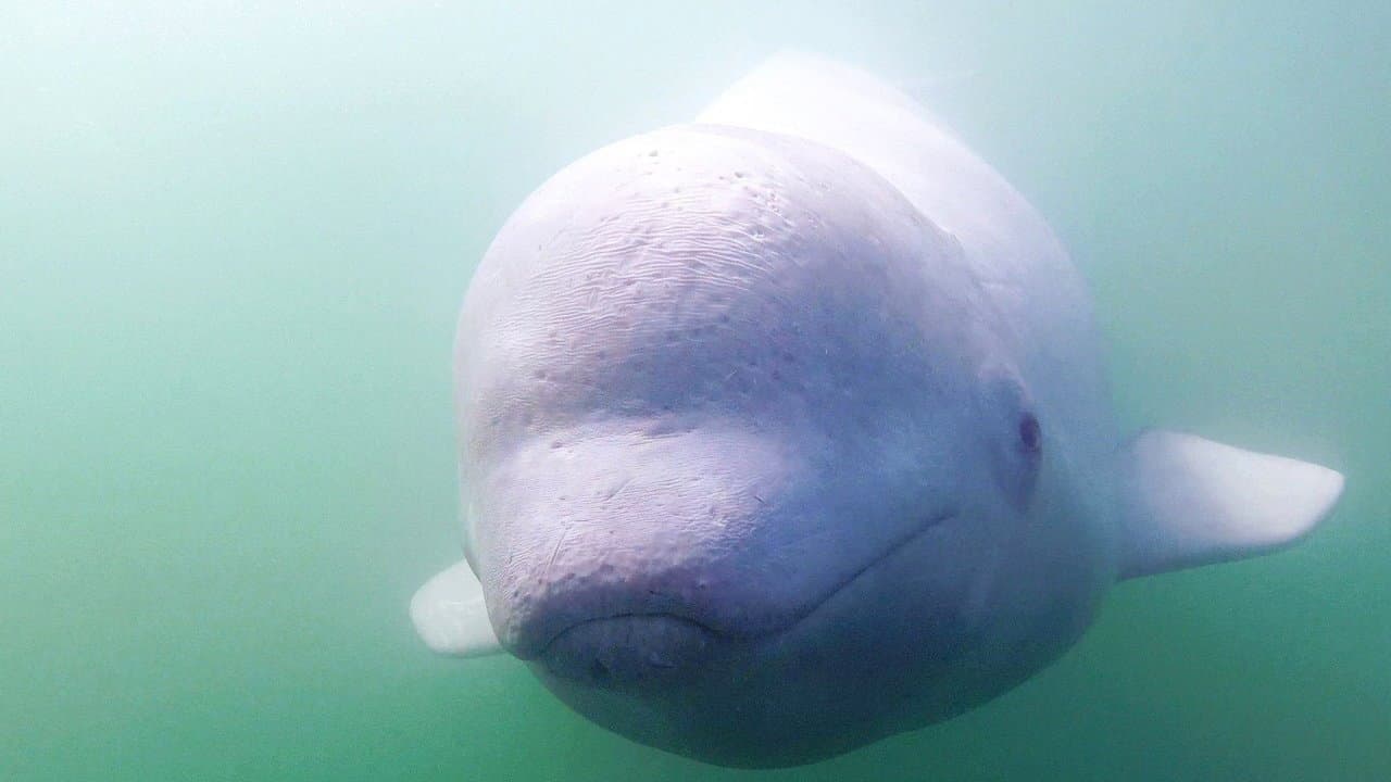 Backdrop – Call of the Baby Beluga