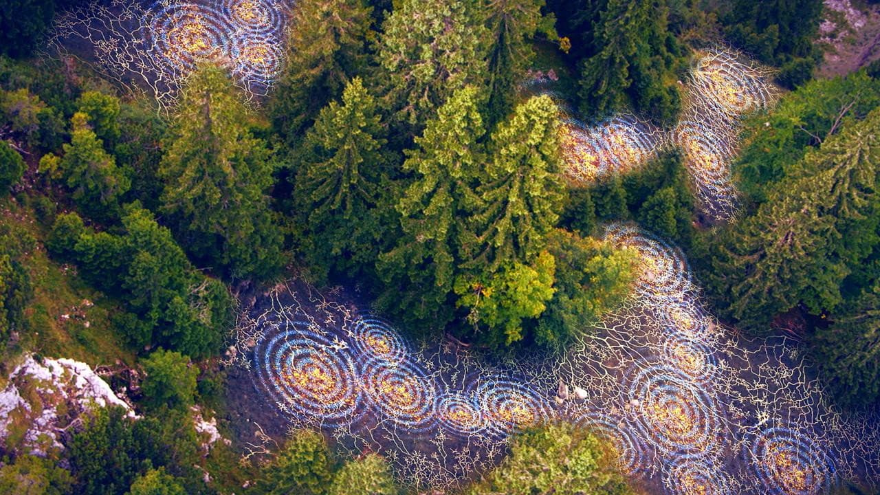 Backdrop – Unsere Wälder: Die Sprache der Bäume