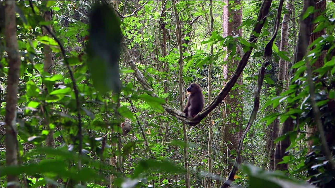 Backdrop – Mandrills : le paradis retrouvé