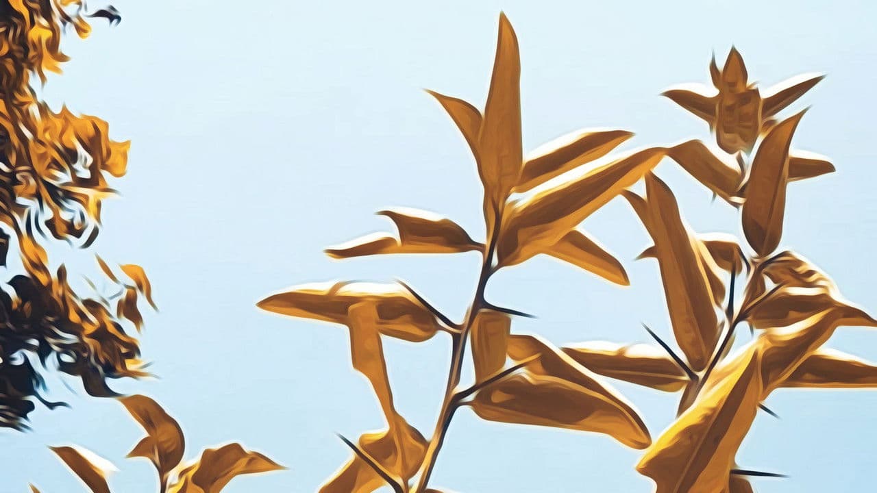 Backdrop – Now that Summer is Gone...