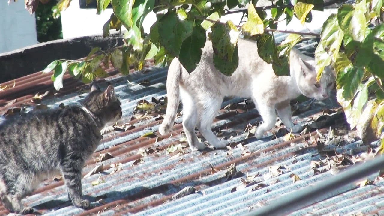 Backdrop – Cóndor