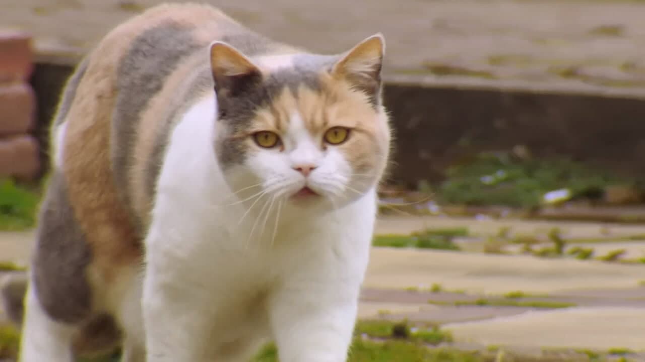 Backdrop – The Secret Life of Cats