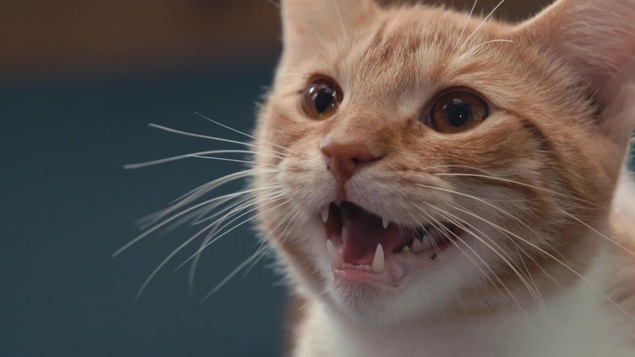 Backdrop – Was Katzen denken