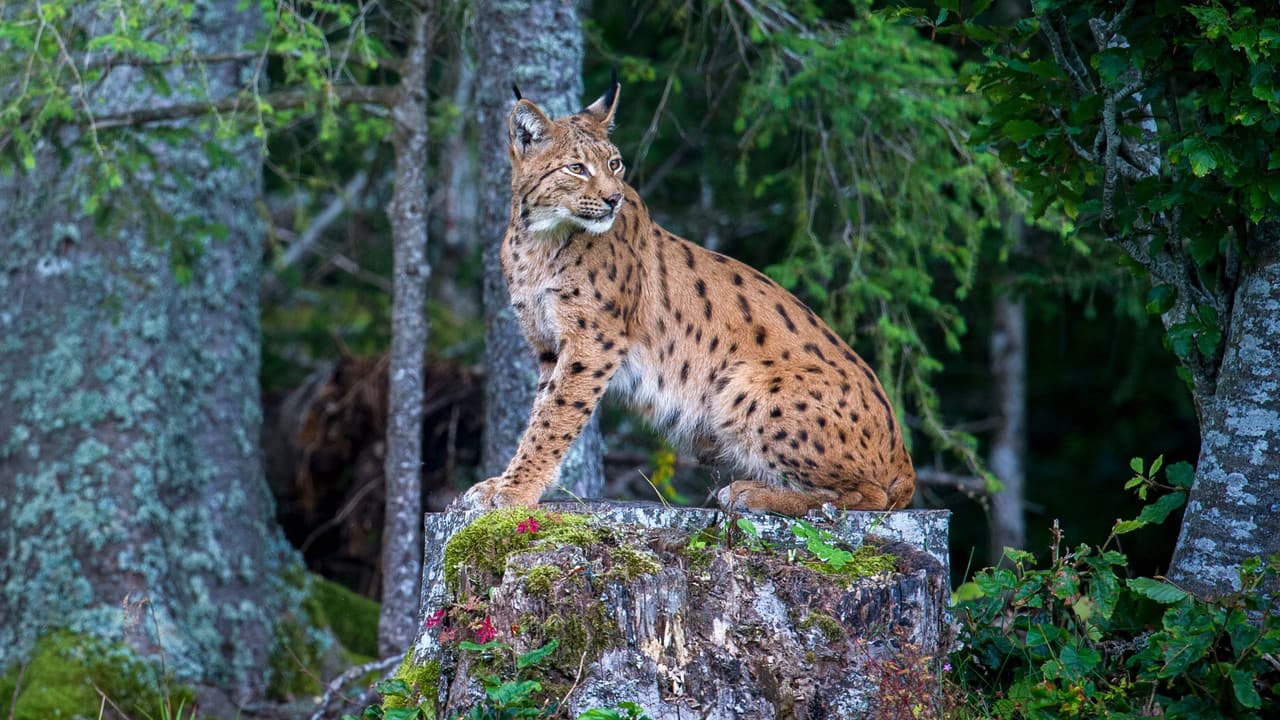 Backdrop – Luchs