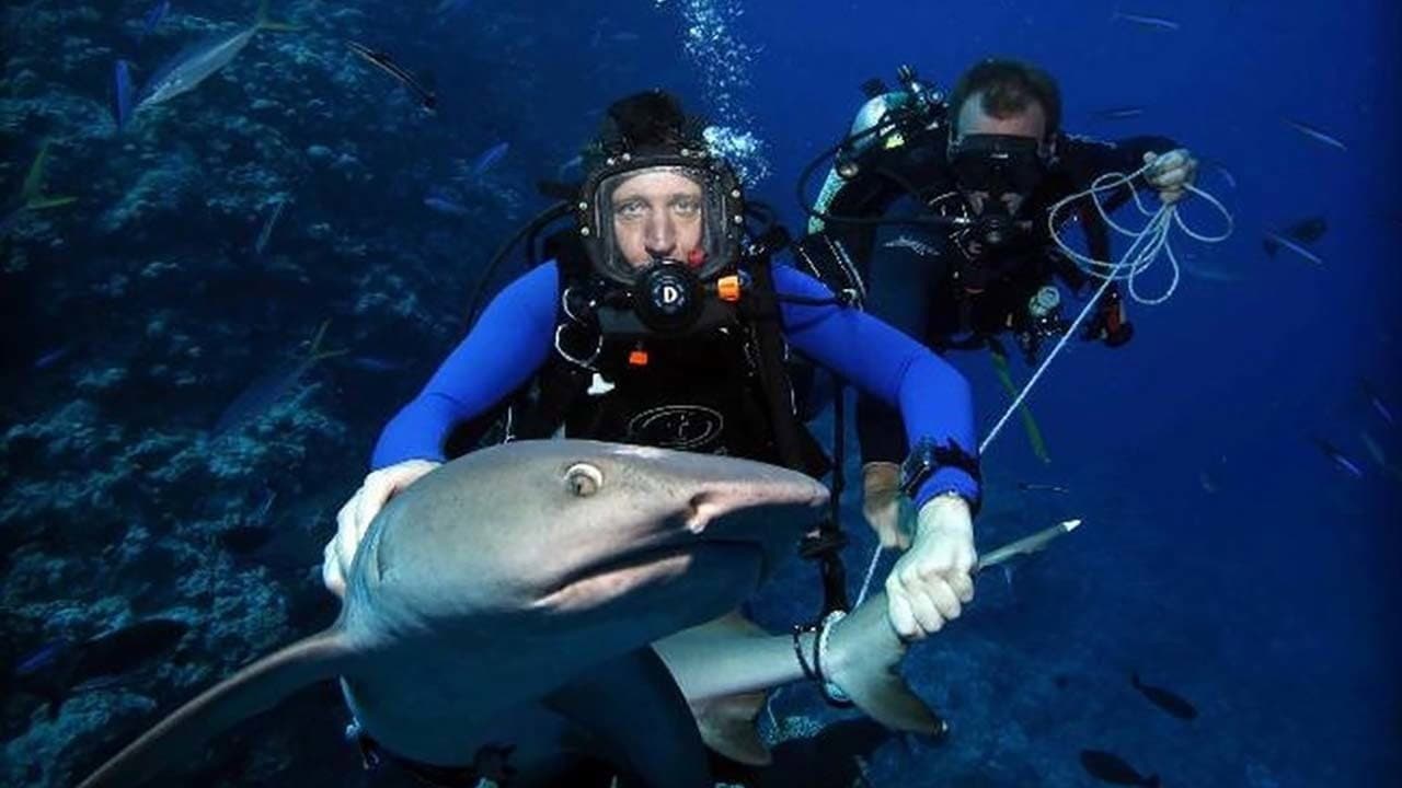 Backdrop – Shark Tracker