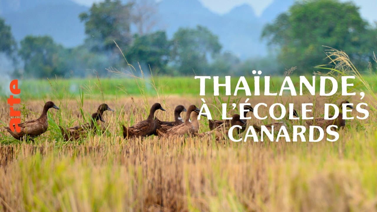 Backdrop – Thaïlande, à l'école des canards