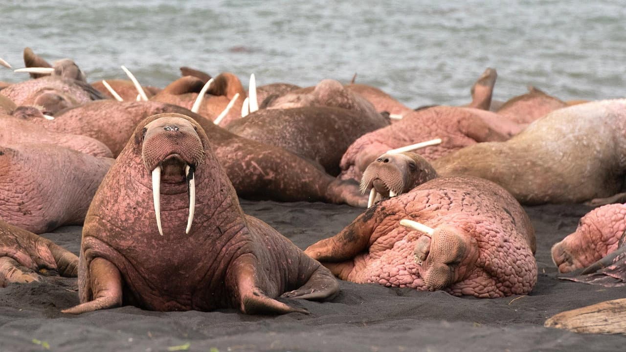 Backdrop – Walrus: Life on Thin Ice
